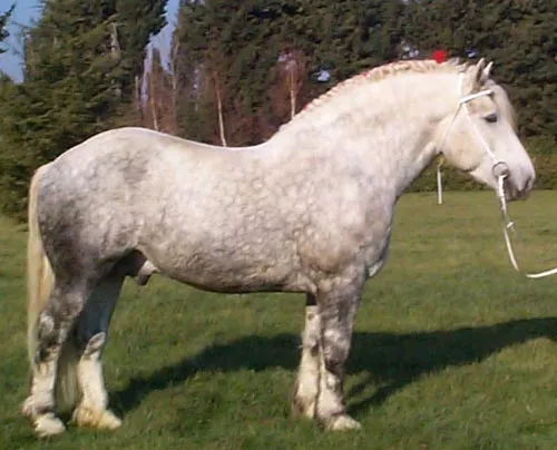 Caballo Percherón. Fotos del caballo Percherón Caballo Percherón. Fotos del caballo Percherón