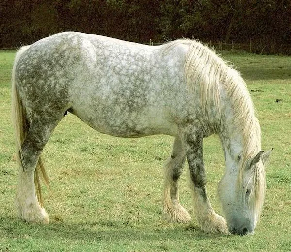 Caballo Percherón. Fotos del caballo Percherón