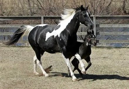 CABALLO PERCHERON - Fotos de Caballos percheron - Venta caballos ...