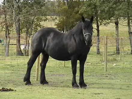 CABALLO PERCHERON - Fotos de Caballos percheron - Venta caballos ...