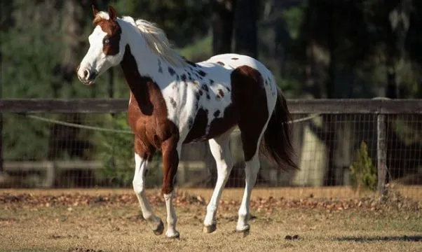 El caballo Pinto