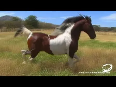 Caballo Pinto SIR WILLIAN KY - YouTube