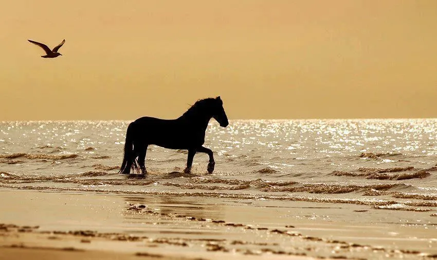 Caballo en la playa - Horses &amp; Freedom