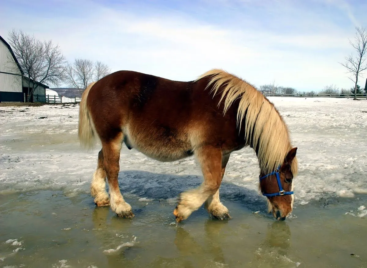 Caballo Pony bebiendo agua de la nieve que se descongela ... Caballo Pony bebiendo agua de la nieve que se descongela ...