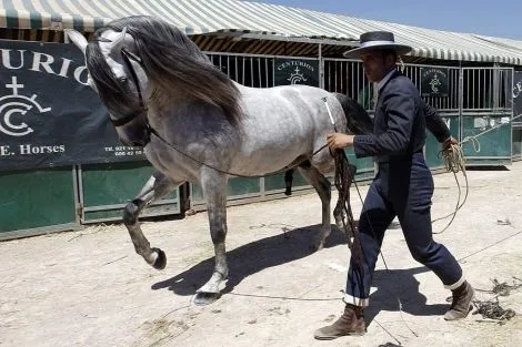 El caballo de pura raza española 'más bello' de Europa | Valencia ... El caballo de pura raza española 'más bello' de Europa | Valencia ...