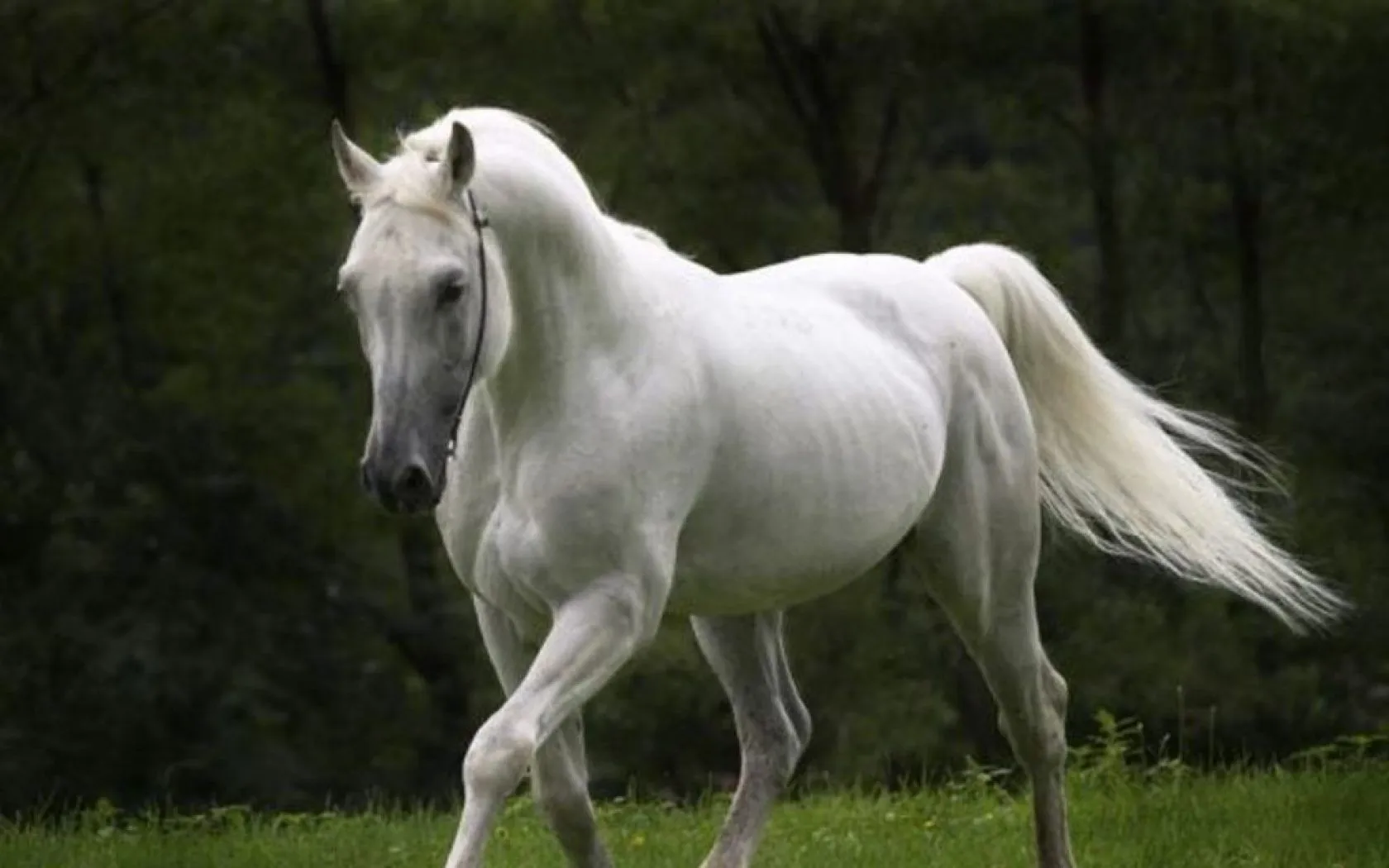 Caballo Pura Sangre - 1680x1050 :: Fondos de pantalla y wallpapers Caballo Pura Sangre - 1680x1050 :: Fondos de pantalla y wallpapers