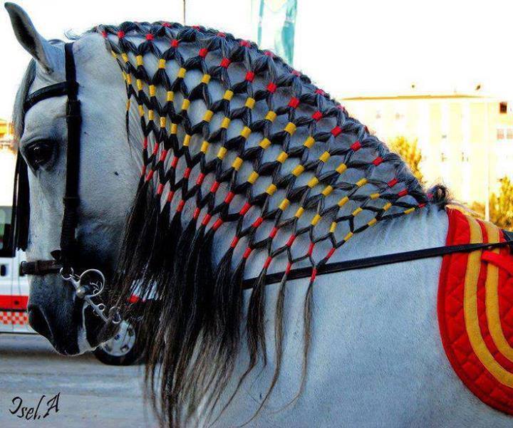 Caballo pura sangre con su trenza maya | RANCHERO Y GALLARDO Caballo pura sangre con su trenza maya | RANCHERO Y GALLARDO