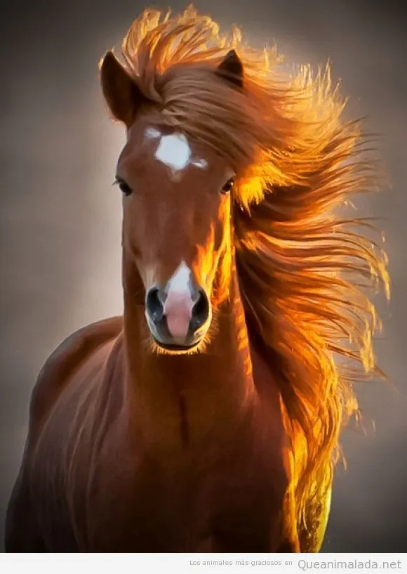 Caballo | ¡Qué animalada! | Las fotos, los vídeos y los gifs más ... Caballo | ¡Qué animalada! | Las fotos, los vídeos y los gifs más ...