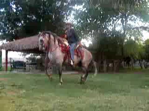 caballo rancho el quelite - YouTube