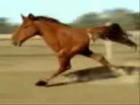 EL CABALLO MAS RARO DEL MUNDO!!!!! - YouTube EL CABALLO MAS RARO DEL MUNDO!!!!! - YouTube