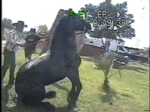 Caballo raza Friesian - YouTube