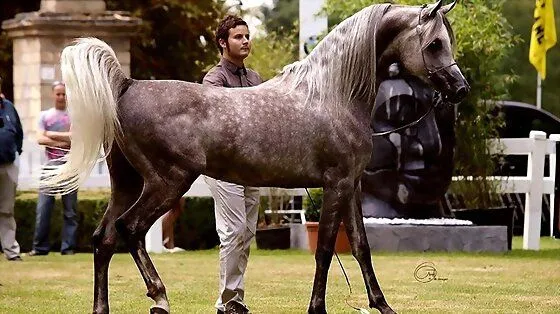 EL CABALLO MIO LAS ROSAS PARA LAS LINDAS MUJERES - el_loco_nor EL CABALLO MIO LAS ROSAS PARA LAS LINDAS MUJERES - el_loco_nor