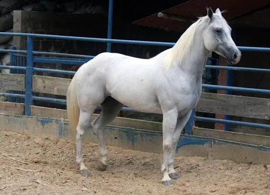 TuPotro.com - EL GRAN CABALLO MILLONARIO Y LA YEGUA CHAMPAÑA DE ... TuPotro.com - EL GRAN CABALLO MILLONARIO Y LA YEGUA CHAMPAÑA DE ...