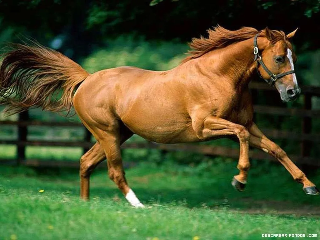 Caballo Salvaje