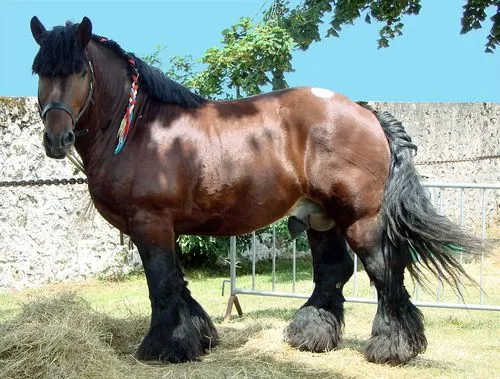 caballo-t19556.jpg