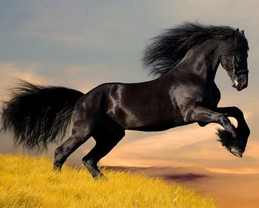 Ver Tema - Caballos • ¡¡Ábrete libro!! - Foro sobre libros y autores Ver Tema - Caballos • ¡¡Ábrete libro!! - Foro sobre libros y autores