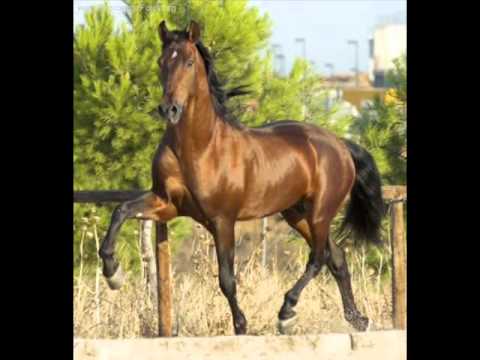 El caballo troton - YouTube