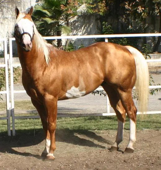 SEMENTALES PINTOS, CABALLOS CUARTO DE MILLA CONFORMACION Y TRABAJO