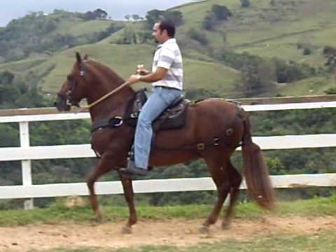 CABALLO EN VENTA, PASO FINO - YouTube