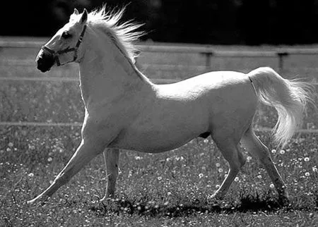 caballo1.jpg caballo1.jpg