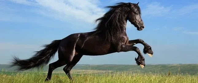 Buscando tonos gratis de 'Risa De Caballo Pantera Rosa' | Tonos Frikis