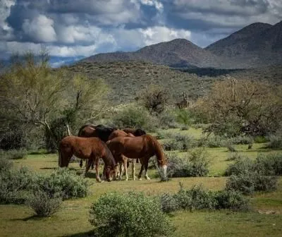 Imágenes de caballos » CABALLOPEDIA