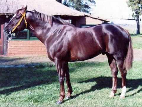 caballos 1/4 de milla - YouTube