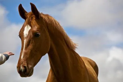 caballos | Cuidar de tu mascota es facilisimo.com caballos | Cuidar de tu mascota es facilisimo.com