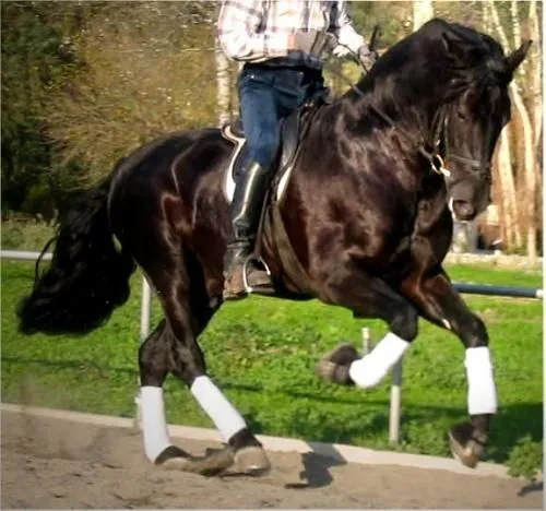 Caballos: abril 2014
