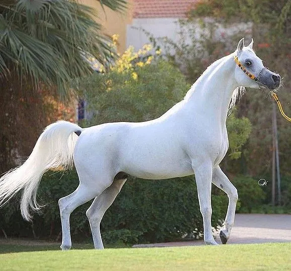 Fotos de caballos arabes