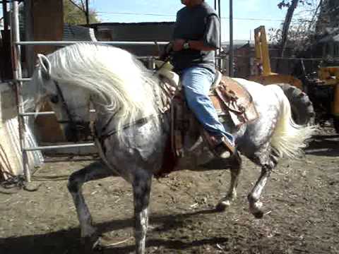 caballos bailadores de Compton - YouTube