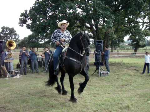 Caballos Bailadores Friesian Pressley - YouTube Caballos Bailadores Friesian Pressley - YouTube