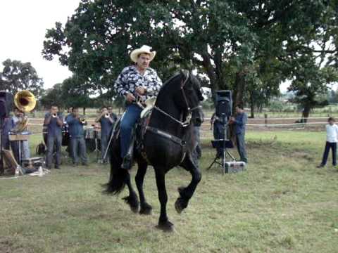 Caballos Bailadores Friesian Pressley - YouTube