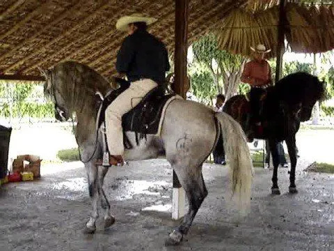CABALLOS BAILADORES - REGIONAL - YouTube CABALLOS BAILADORES - REGIONAL - YouTube
