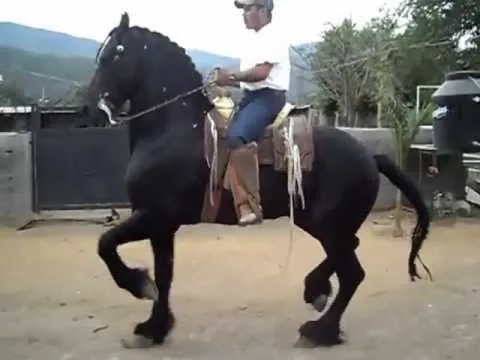 CABALLOS BAILADORES - YouTube