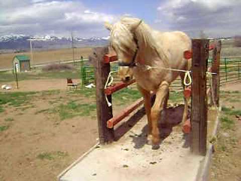 caballos bailadores - YouTube