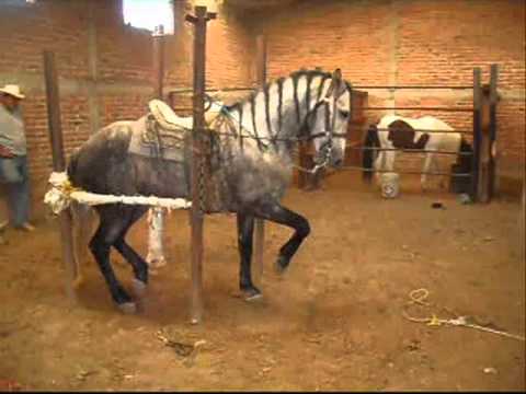 Caballos Bailando En Rancho El Milagro De Oscar Razo - YouTube