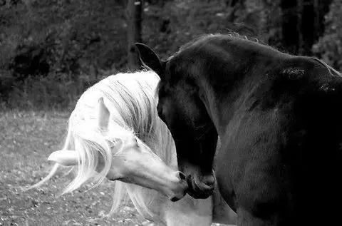 Caballos blanco y negro | Bodas en blanco y negro | Pinterest ...