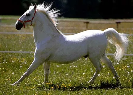 Caballos blancos. Fotos de caballos blancos. Caballos blancos. Fotos de caballos blancos.