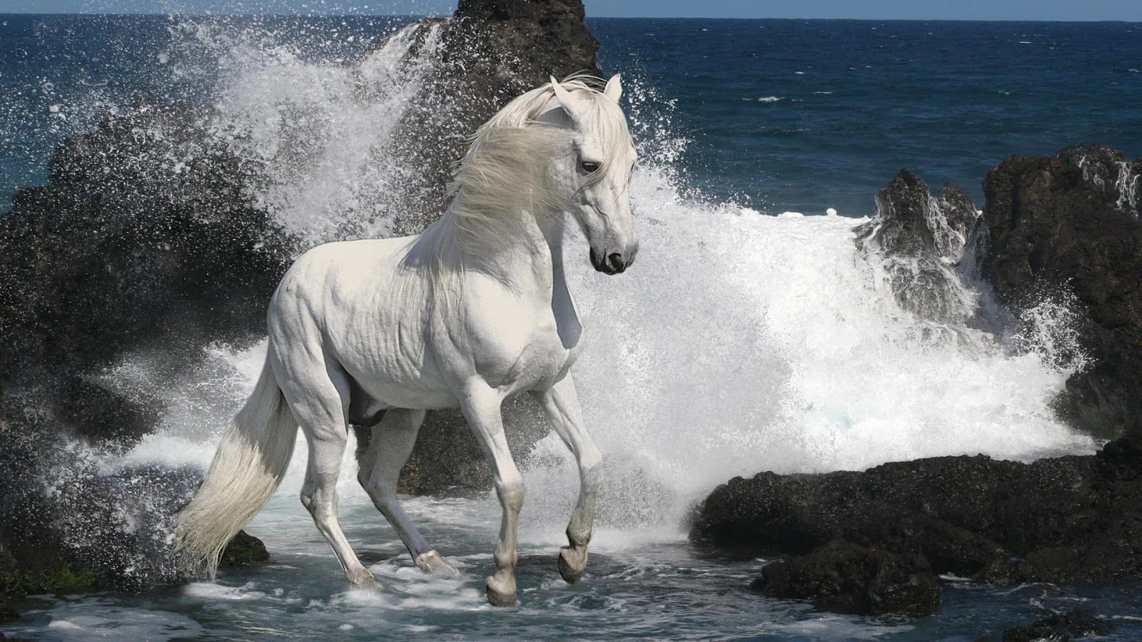 Caballos blancos HD wallpapers - Imagui Caballos blancos HD wallpapers - Imagui