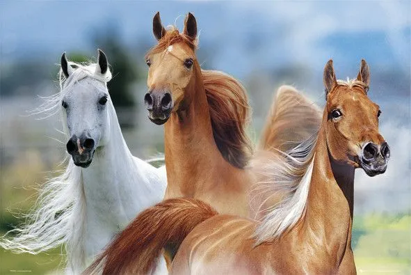 TRES CABALLOS - bob langrish tarjetas | tarjetas electrónicas gratis TRES CABALLOS - bob langrish tarjetas | tarjetas electrónicas gratis