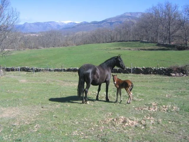 Los caballos mas bonitos