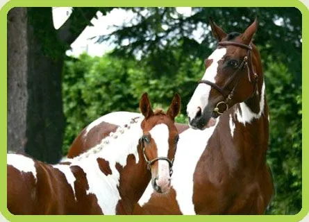 Caballos: Caballo Pio