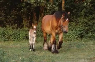 Caballos, caballo, pony | Descargar Fotos gratis Caballos, caballo, pony | Descargar Fotos gratis
