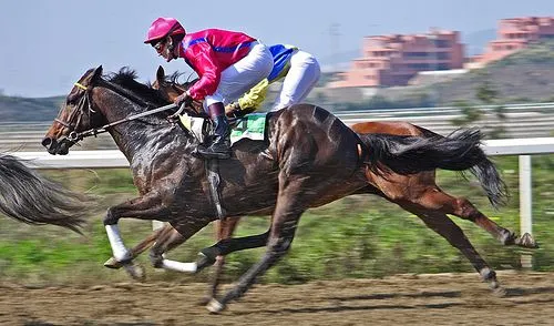 Caballos de carreras | Diario Animales