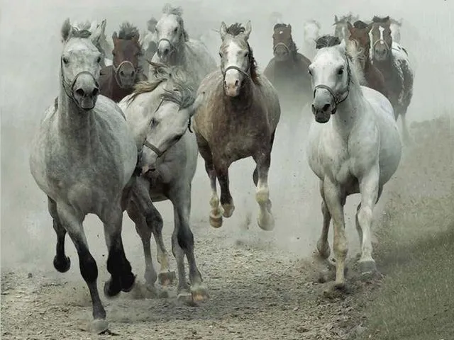 Galería de fotos caballos criollos El Chusco y Las Boleadoras Galería de fotos caballos criollos El Chusco y Las Boleadoras
