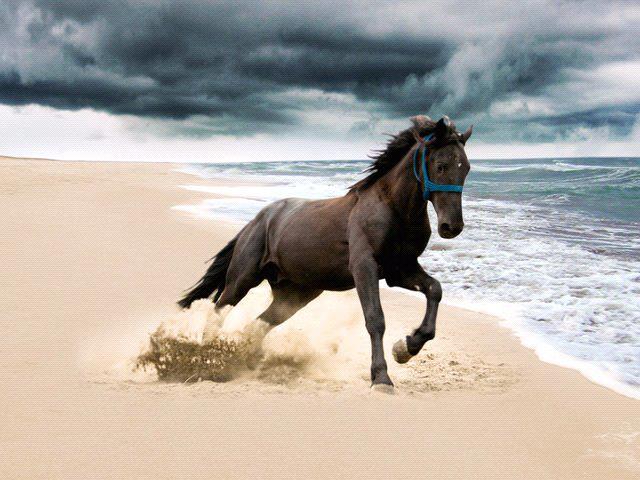 fotografias de caballos - Fotografias y fotos para imprimir fotografias de caballos - Fotografias y fotos para imprimir