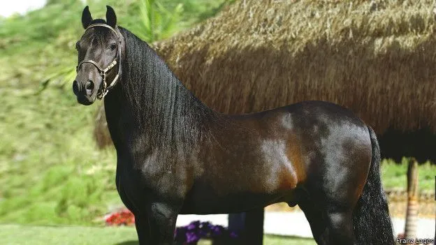 Los caballos criollos colombianos que conquistan la "capital ... Los caballos criollos colombianos que conquistan la "capital ...