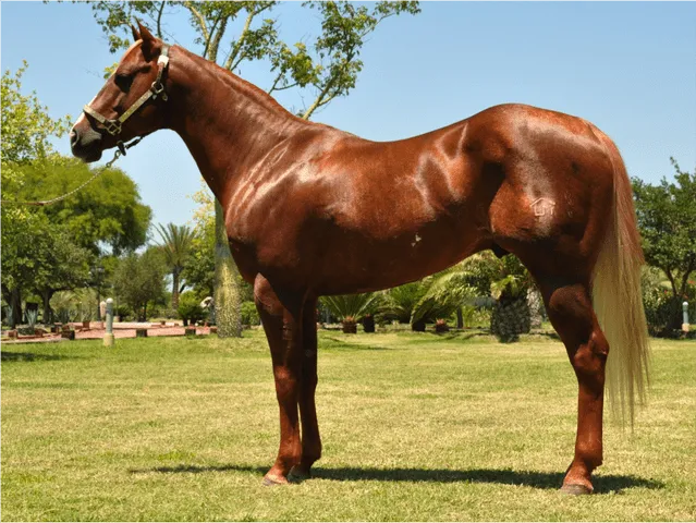 Caballos cuarto de milla de conformacion - Imagui