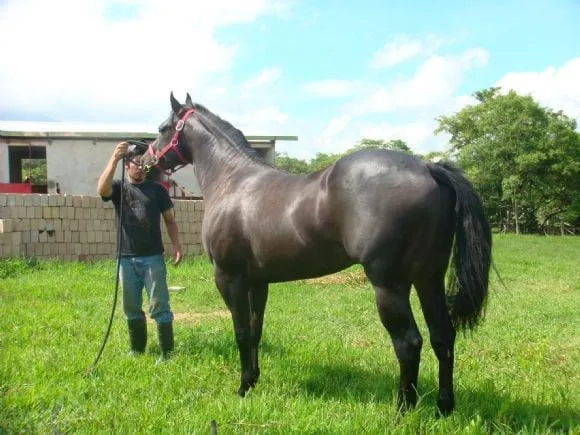 Caballos Cuarto de Milla, Pintos y Apaloosa | Fotos 9664 - engormix